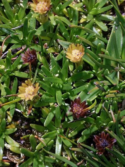 Abrotanella nivigena, photographed by Russell Best