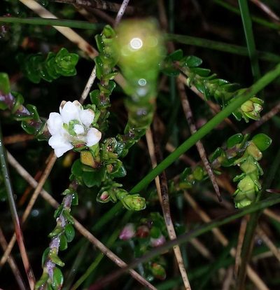 Epacris celata, photographed by Russell Best