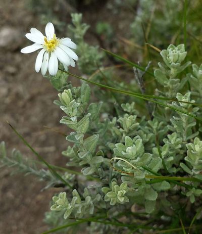 Olearia brevipedunculata, photographed by Russell Best