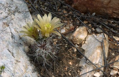 Echinocereus davisii, photographed by Ad Konings