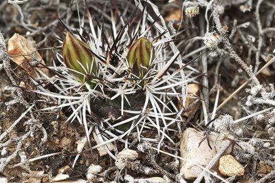 Echinocereus davisii, photographed by Ad Konings
