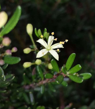 Leionema phylicifolium, photographed by Russell Best