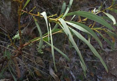 Acacia rubida, photographed by Russell Best