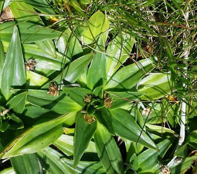 Plantago muelleri, photographed by Russell Best