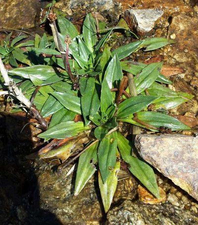 Plantago muelleri, photographed by Russell Best