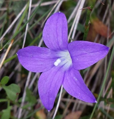 Wahlenbergia victoriensis, photographed by Russell Best