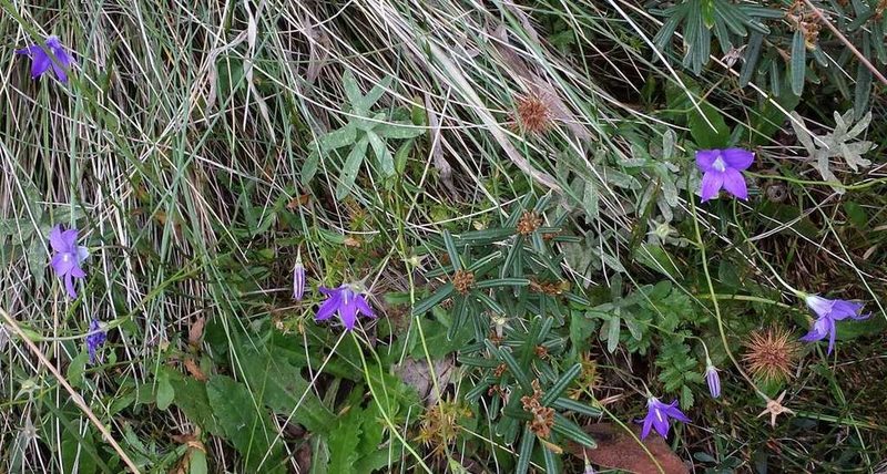 Wahlenbergia victoriensis, photographed by Russell Best