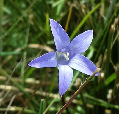 Wahlenbergia victoriensis, photographed by Russell Best