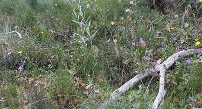 Wahlenbergia victoriensis, photographed by Russell Best