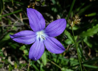 Wahlenbergia ceracea, photographed by Russell Best