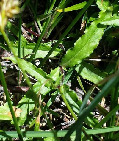 Wahlenbergia ceracea, photographed by Russell Best