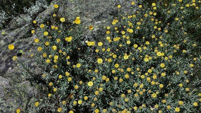 Coronidium monticola, photographed by Russell Best