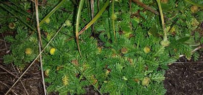 Leptinella filicula, photographed by Russell Best