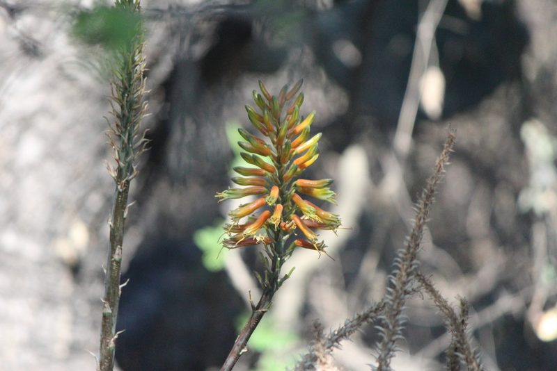 Aloe officinalis, photographed by José Belem Hernández Díaz