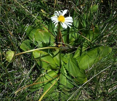 Brachyscome decipiens, photographed by Russell Best