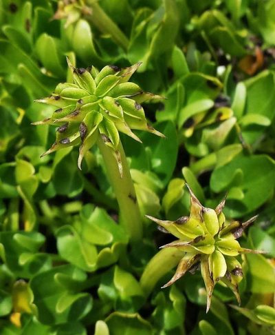 Psychrophila introloba, photographed by Russell Best