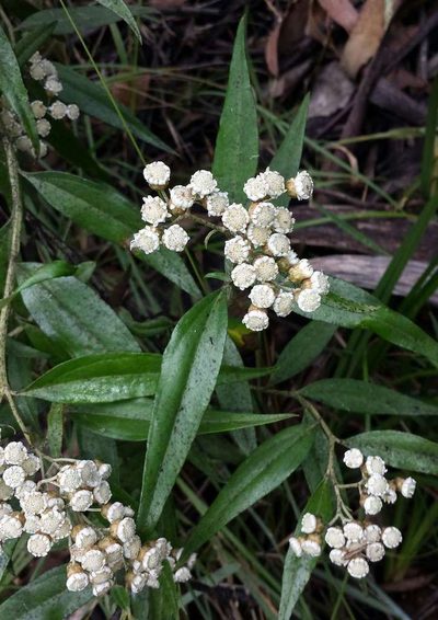 Ozothamnus stirlingii, photographed by Russell Best