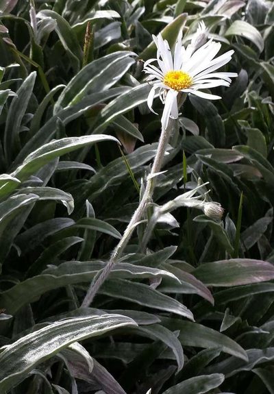Celmisia sericophylla, photographed by Russell Best