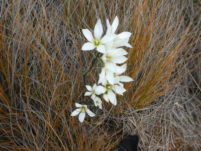 Gentianella stellata, photographed by Mark Anderson
