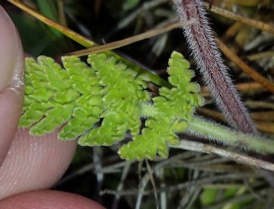 Chaerophyllum eriopodum, photographed by Russell Best