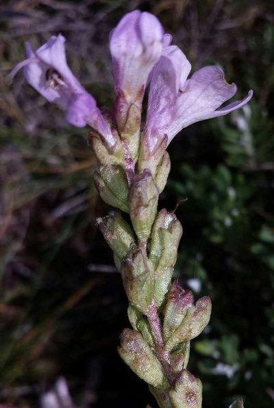 Euphrasia crassiuscula, photographed by Russell Best