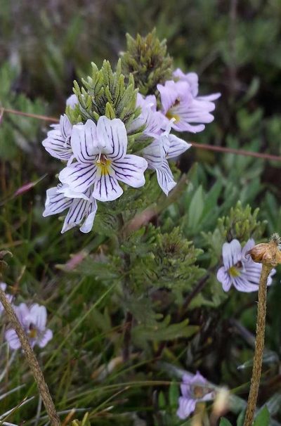 Euphrasia eichleri, photographed by Russell Best