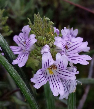 Euphrasia eichleri, photographed by Russell Best
