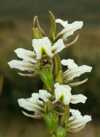 Prasophyllum suttonii, photographed by Russell Best