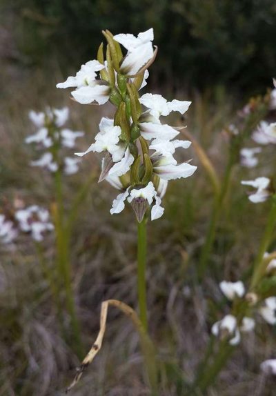 Prasophyllum suttonii, photographed by Russell Best