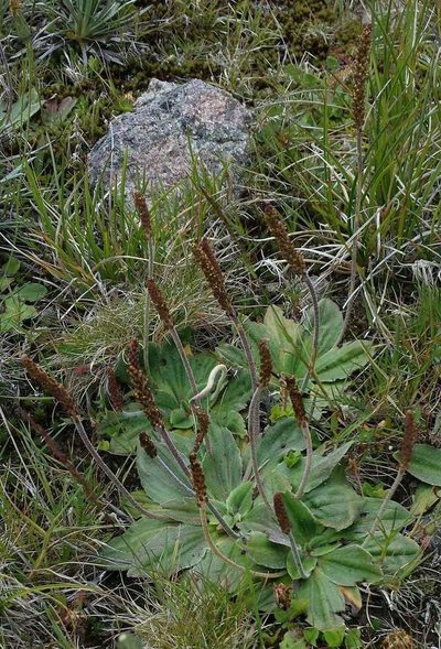 Plantago euryphylla, photographed by Russell Best