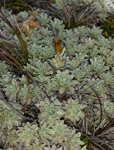 Argyrotegium nitidulum, photographed by Russell Best
