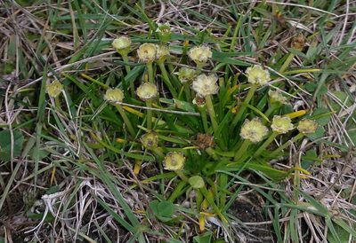 Colobanthus affinis, photographed by Russell Best