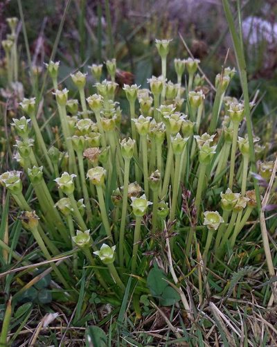 Colobanthus affinis, photographed by Russell Best