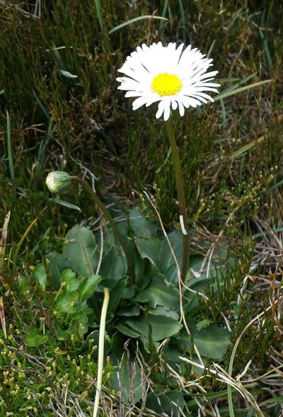 Brachyscome decipiens, photographed by Russell Best