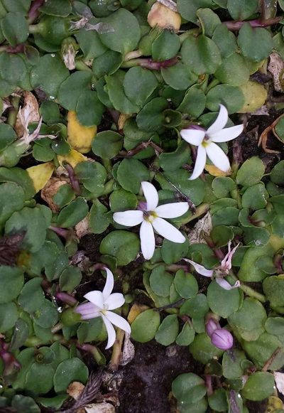Lobelia surrepens, photographed by Russell Best