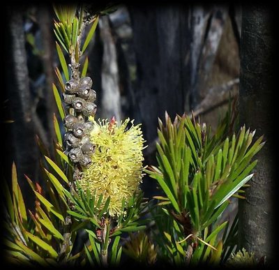 Melaleuca pityoides, photographed by Russell Best