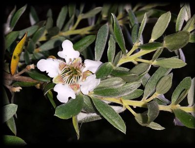 Leptospermum grandifolium, photographed by Russell Best
