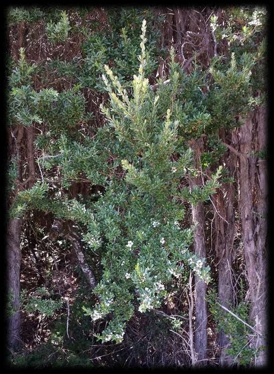 Leptospermum grandifolium, photographed by Russell Best