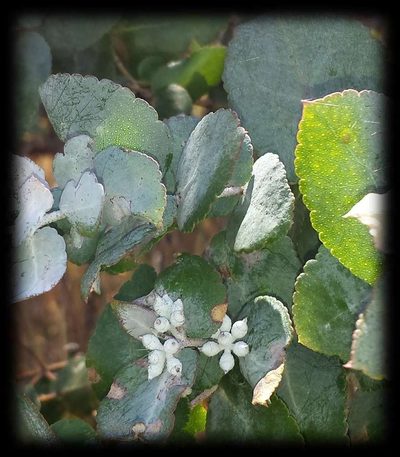 Eucalyptus crenulata, photographed by Russell Best