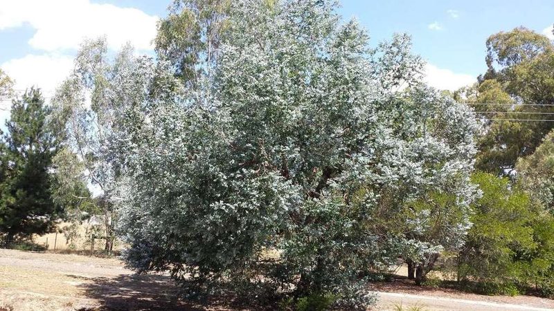 Eucalyptus crenulata, photographed by Russell Best