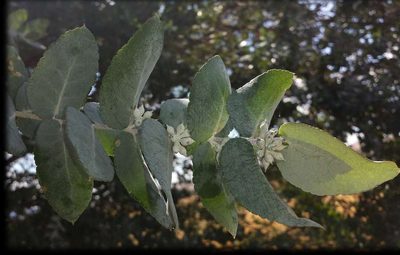 Eucalyptus crenulata, photographed by Russell Best