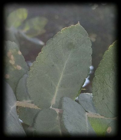 Eucalyptus crenulata, photographed by Russell Best