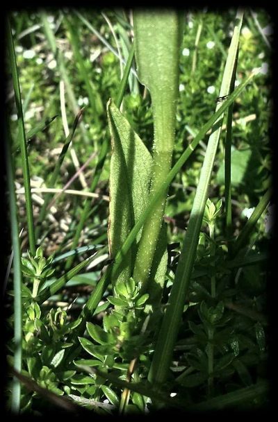 Pterostylis monticola, photographed by Russell Best