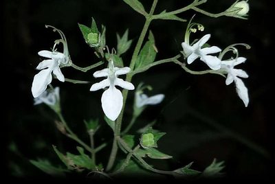 Teucrium corymbosum, photographed by Russell Best