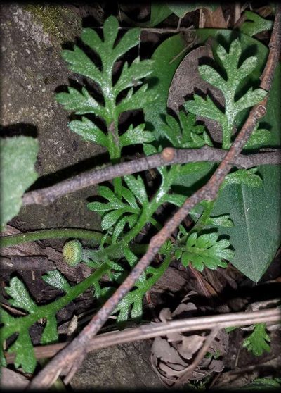Leptinella filicula, photographed by Russell Best