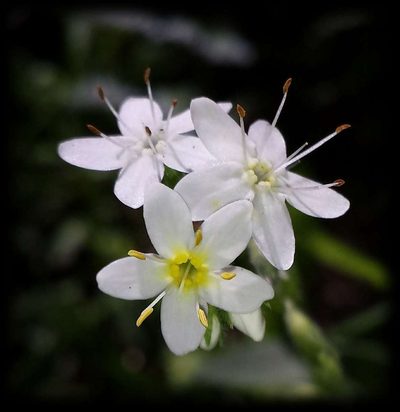 Myosotis exarrhena, photographed by Russell Best