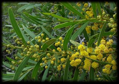 Acacia uncifolia, photographed by Russell Best