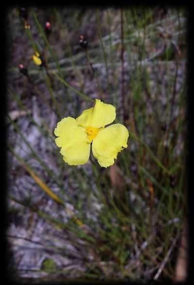 Xyris gracilis, photographed by Russell Best