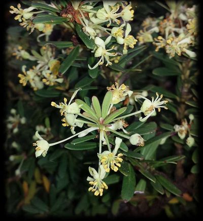 Tasmannia vickeriana, photographed by Russell Best