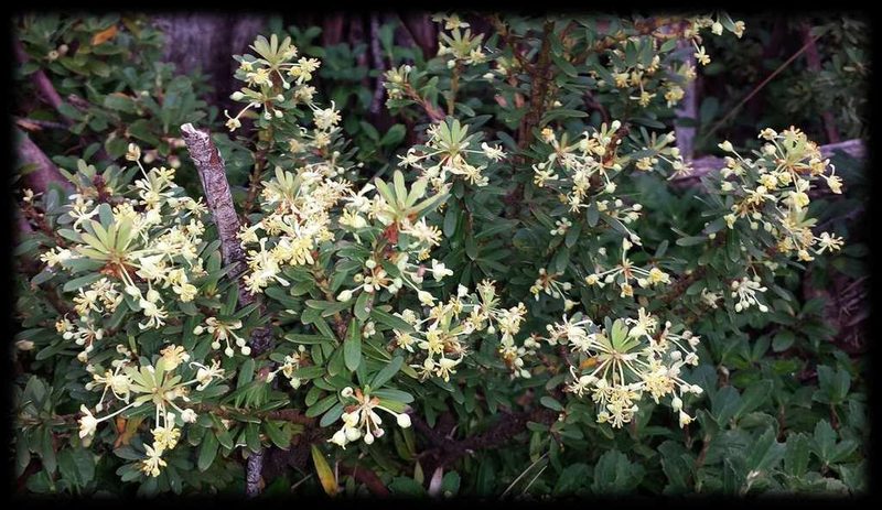 Tasmannia vickeriana, photographed by Russell Best